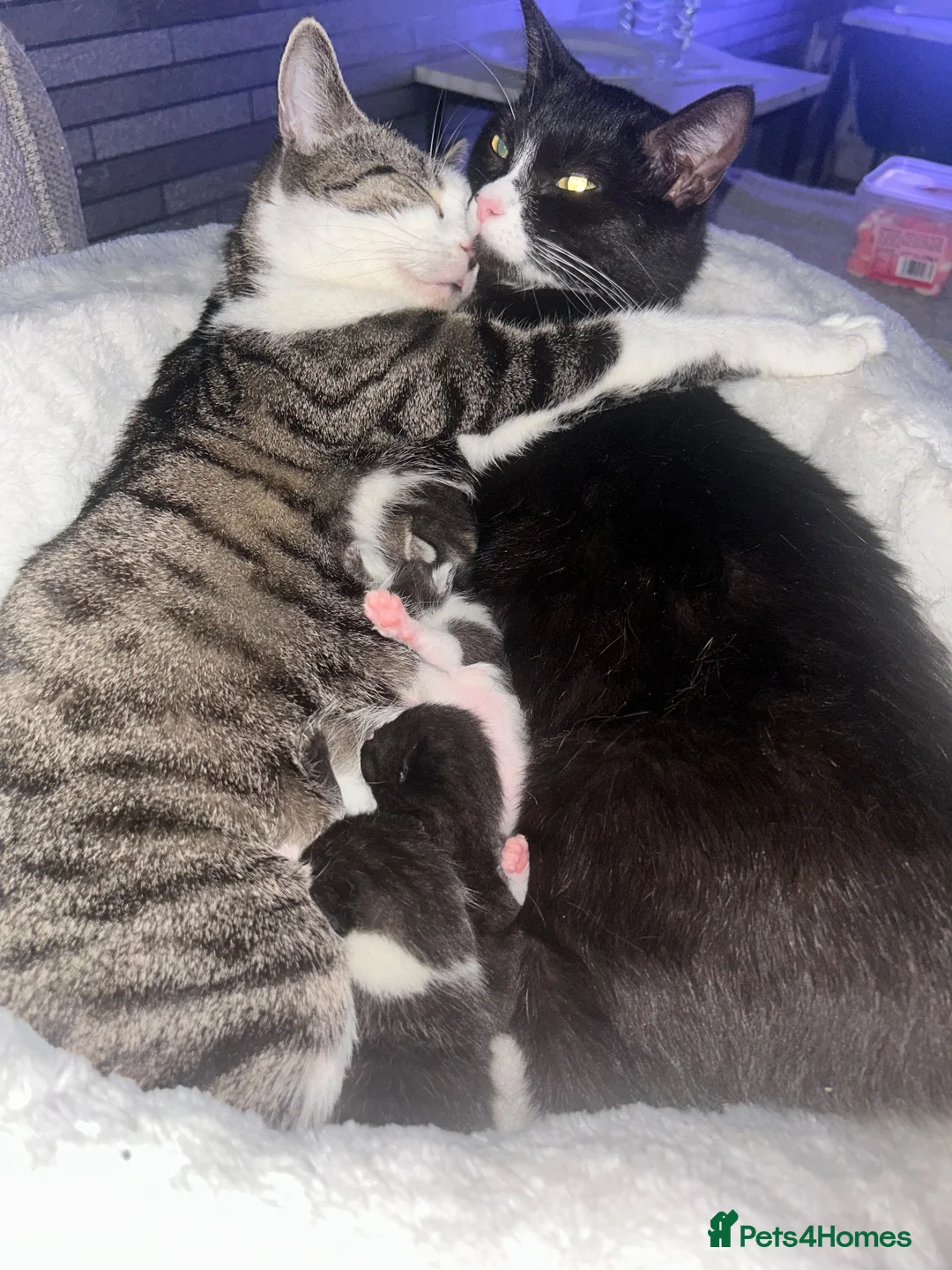 Mixed Breed cats for sale: Mix breed kittens  - Advert 1