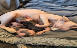 Sphynx cats for sale: Blue Eyes sphynx kittens GCCF and TICA  - Image 23