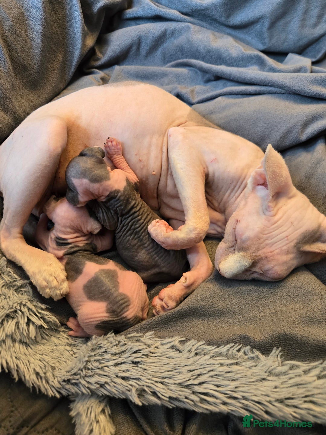 Sphynx cats for sale: Blue Eyes sphynx kittens GCCF and TICA  - Image 23