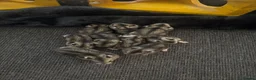 Hamster rodents for sale: Russian dwarf hamsters in Nottingham - Advert 9