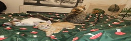 Maine Coon cats for sale: Beautiful fluffy kittens  - Advert 4