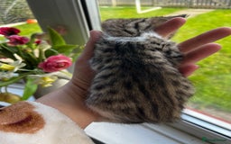 Mixed Breed cats for sale: Kittens for sale - Image 1
