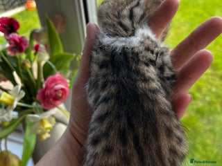 Mixed Breed cats - Advert 35