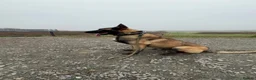 Belgian Shepherd Dog dogs for stud: Belgium malinios champion stud  in Stanmore - Advert 3
