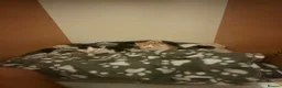 Mixed Breed cats for sale: Three adorable kittens  - Advert 7