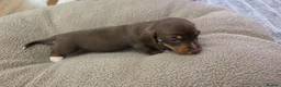 Miniature Dachshund dogs for sale: Miniature dashhound  - Advert 12