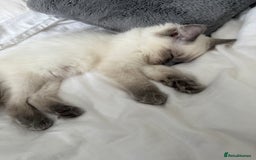 Ragdoll cats for sale: Female Blue Point Ragdoll Kitten - Image 7