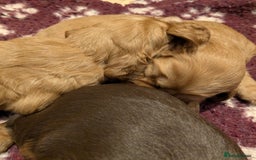 Cocker Spaniel dogs for sale: CUDDLY LITTER OF COCKER SPANIELS,TESTED PARENTS - Image 11