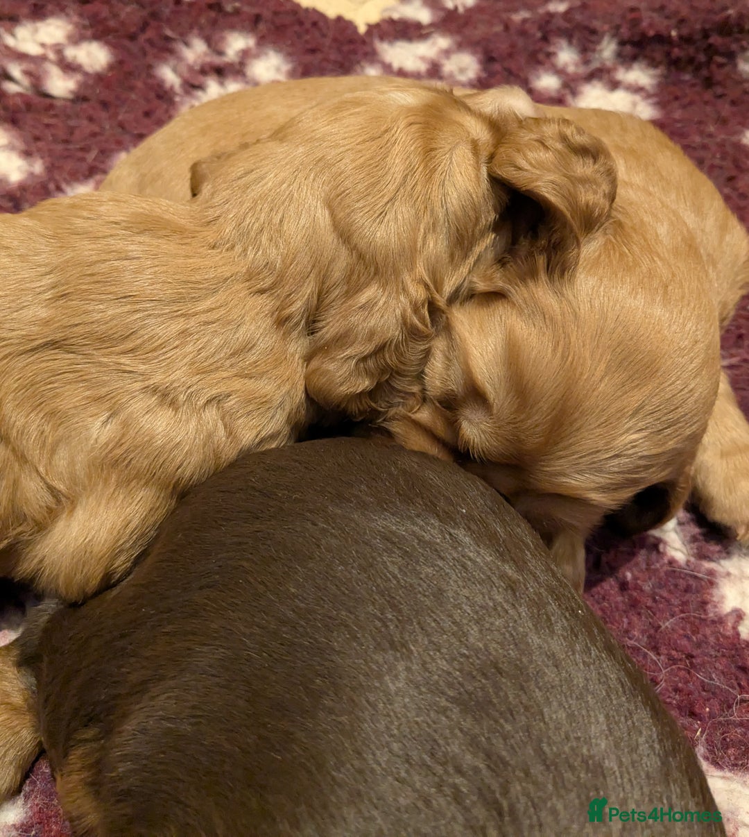 Cocker Spaniel dogs for sale: CUDDLY LITTER OF COCKER SPANIELS,TESTED PARENTS - Image 11