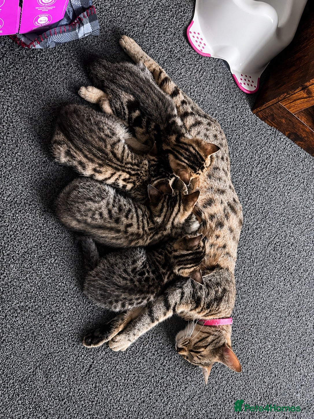 Bengal cats Quarter-Bengal Kittens After Their Forever Homes - Advert 3