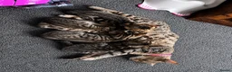 Bengal cats for sale: Quarter-Bengal Kittens After Their Forever Homes - Advert 1