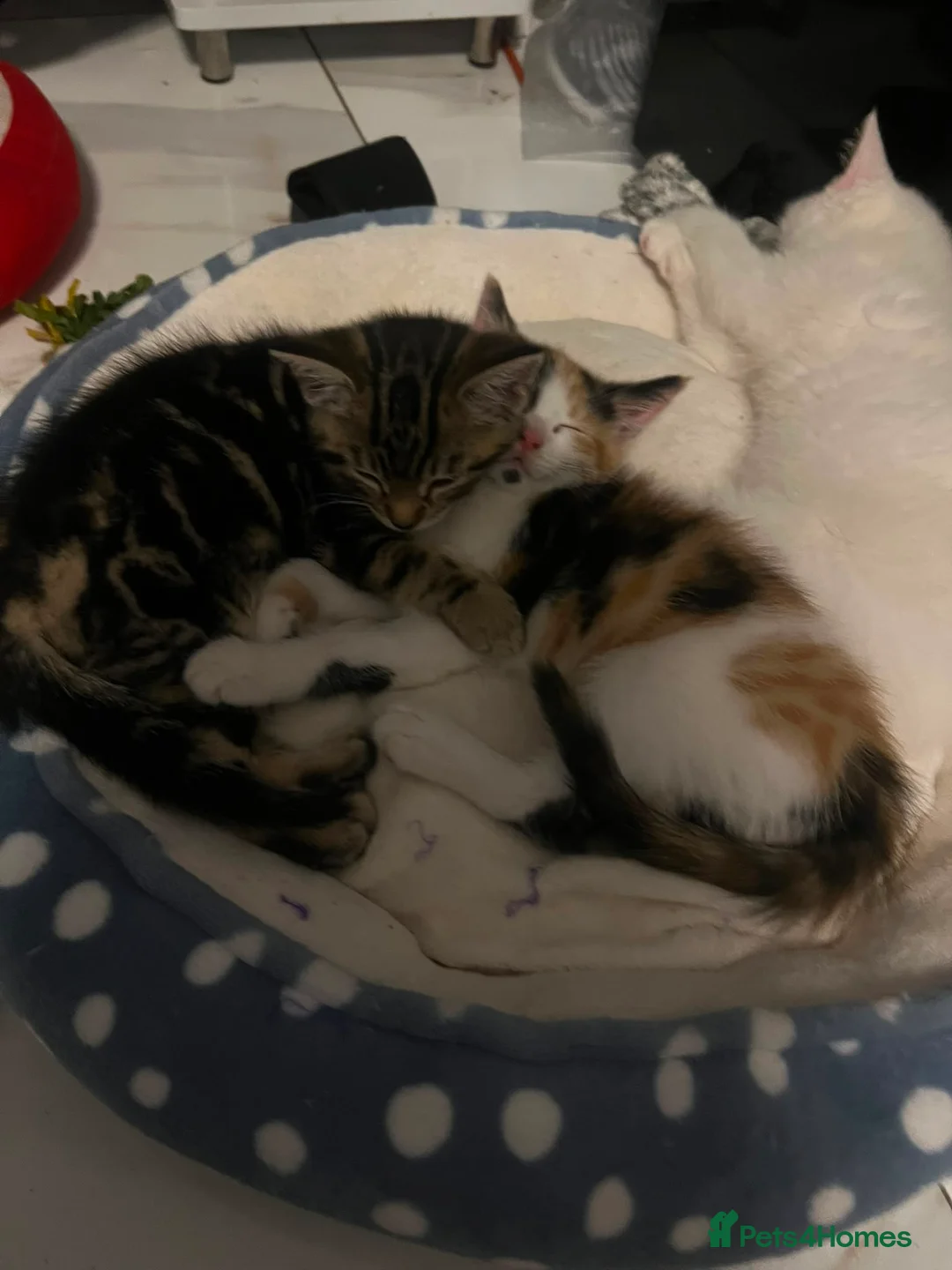 Mixed Breed cats for sale: Brown Tabby Kitten | 🫶🏽 - Advert 6