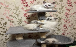 Ragdoll cats for sale: RAGDOLL BLUEPOINT/BICOLOR FOR SALE!!! - Image 3