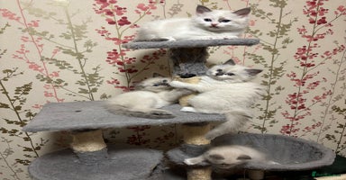 Ragdoll cats - Advert 8