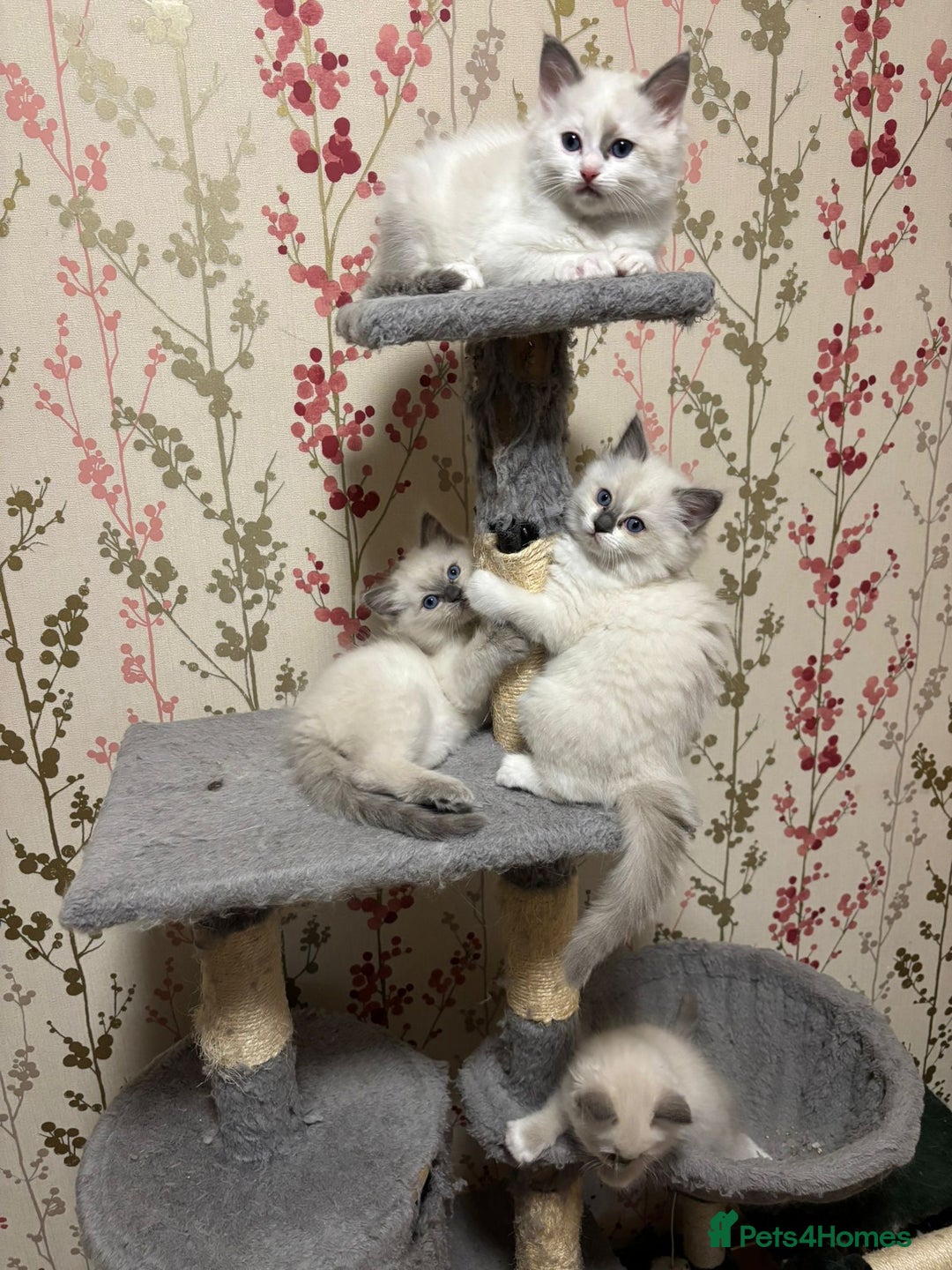 Ragdoll cats for sale: RAGDOLL BLUEPOINT/BICOLOR FOR SALE!!! - Image 3