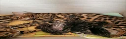 Bengal cats for stud: Bengal cat for stud, Fabio. - Advert 8