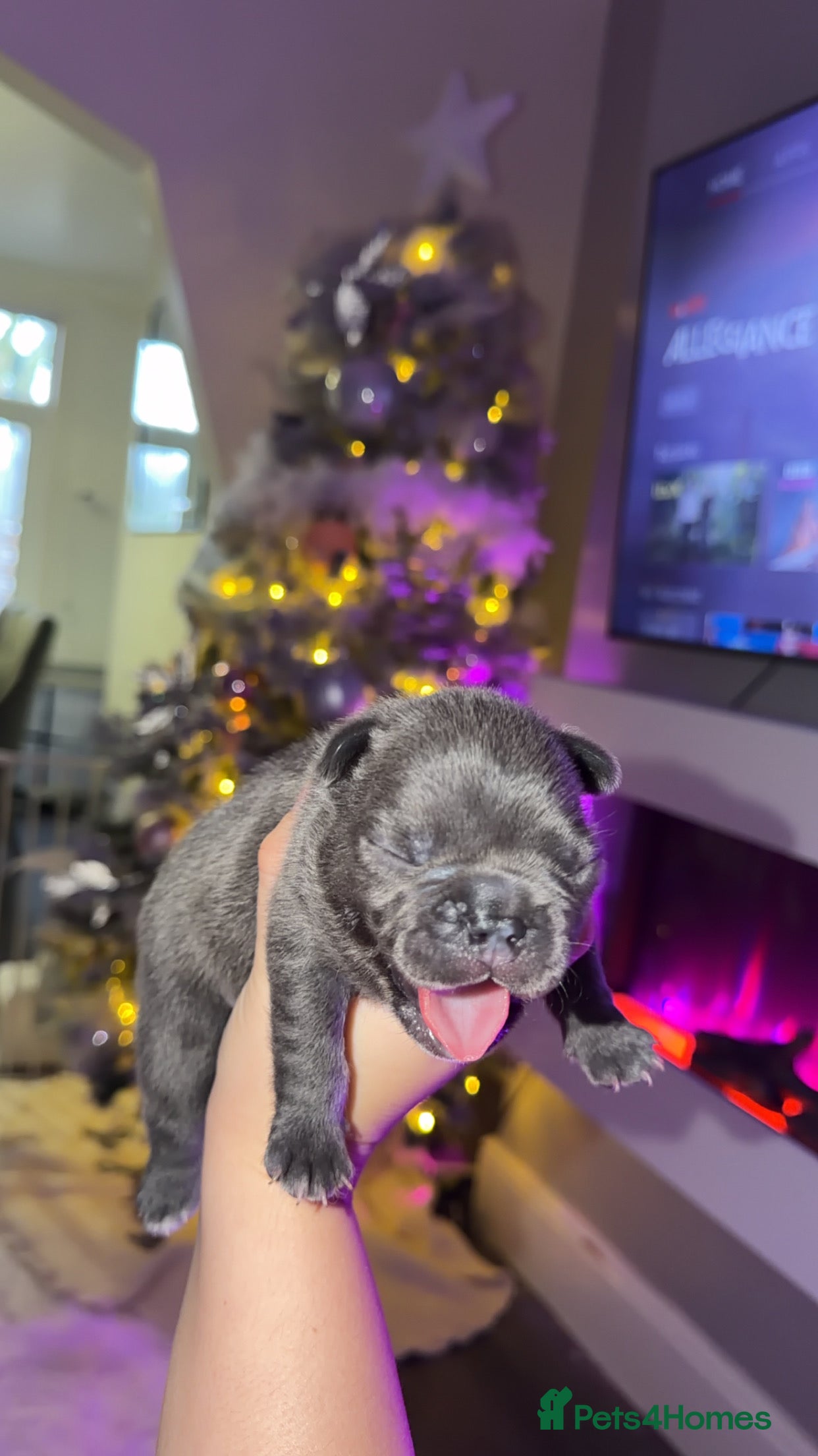 French Bulldog dogs Gorgeous Lilac, Pink Isabella, & Blue Frenchies - Advert 8