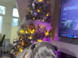 French Bulldog dogs Newborn Gorgeous Lilac, Fawn, Tan and Blue Frenchi - Advert 5