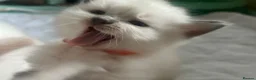 Ragdoll cats for sale: Beautiful ragdolls - Advert 12