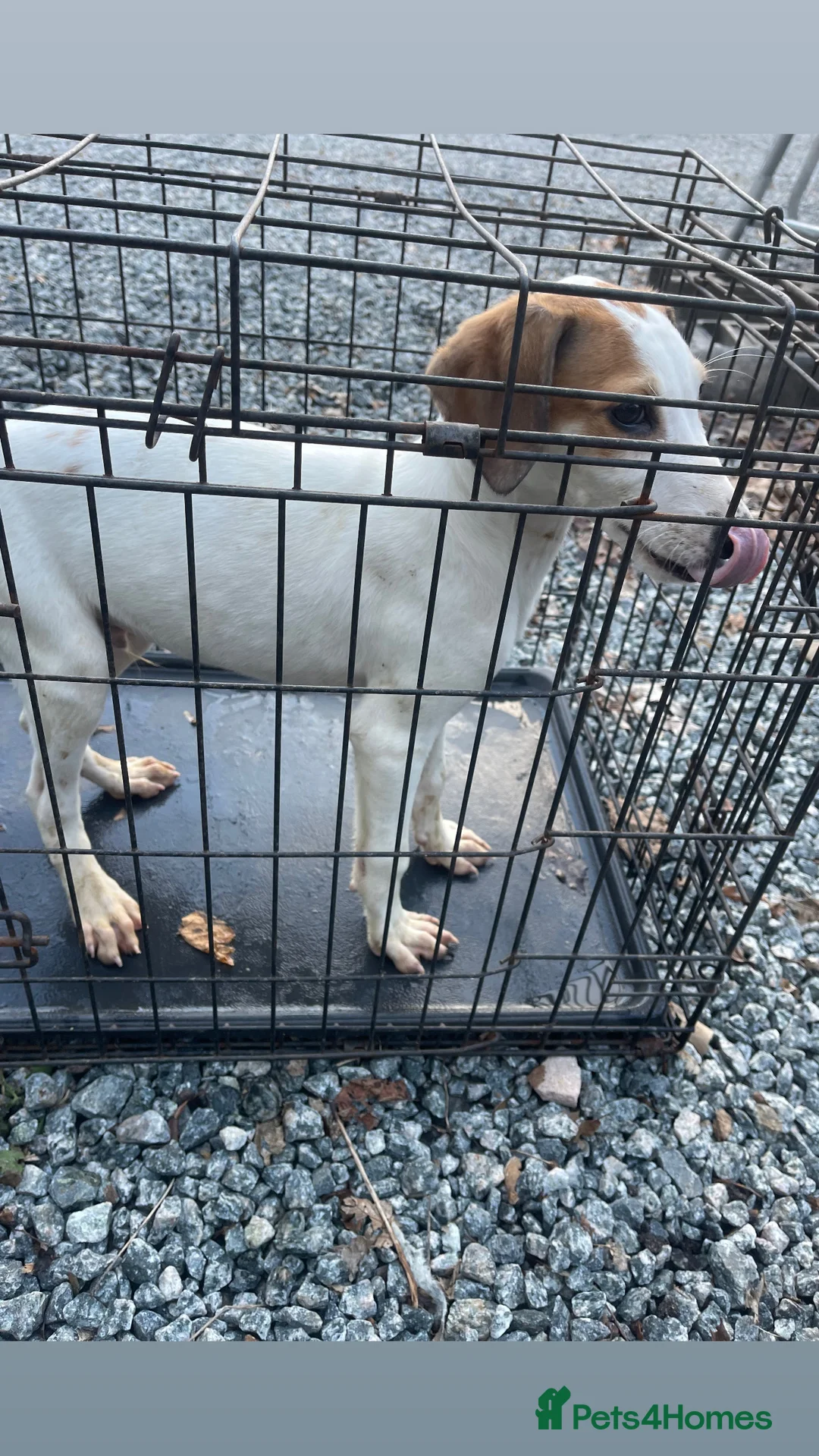 Mixed Breed dogs for sale: Saluki/greyhound puppies  - Advert 2