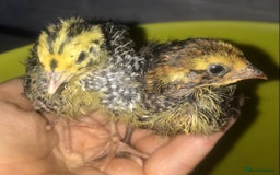 Quail poultry for sale: JUMBO QUAIL CHICKS & SEXED JUMBOS ! - Image 14