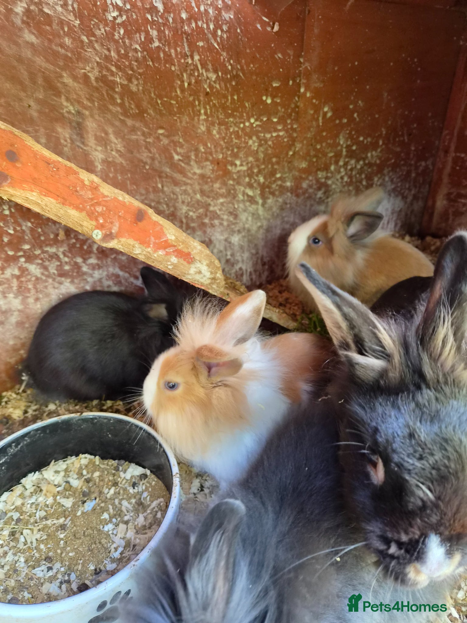 Lionhead rabbits for sale: 5 baby lion heads for sale £60 each  in Manchester - Advert 10