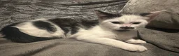 Domestic Shorthair cats for sale: 2 Gorgeous, Semi-Long haired, 11 week old Siblings - Advert 9