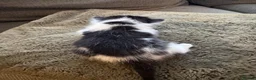 Mixed Breed cats for sale: 4 kittens looking for loving homes  - Advert 13