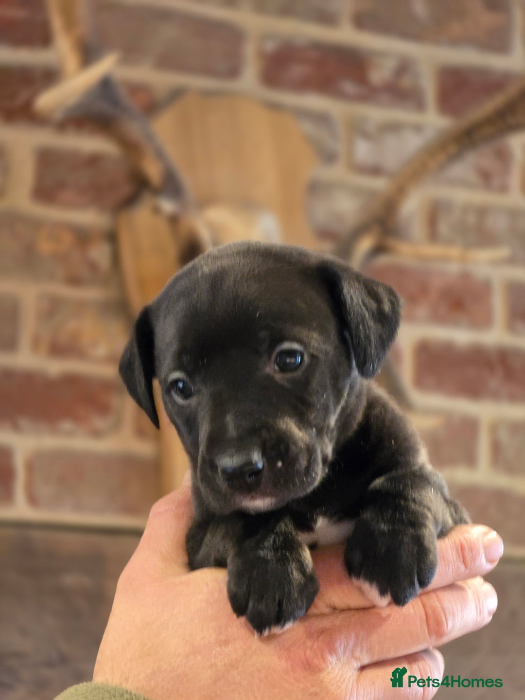 Whippet dogs for sale: Whippet litter.  One male left (badger) - Advert 17