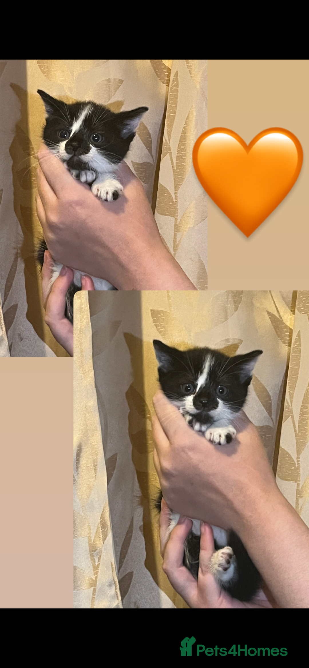 Mixed Breed cats for sale: Gorgeous kittens available  - Image 6