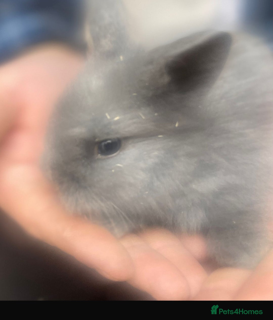 Lionhead rabbits for sale: Baby Lionhead bunnies  - Advert 9