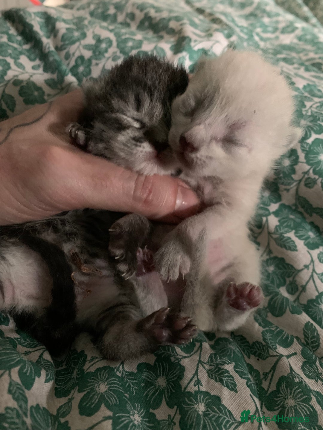 Siamese cats for sale: 🐾✨ White Siamese Maggir Became a Mum! ✨🐾 - Advert 35