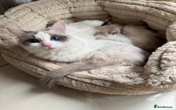 Ragdoll cats for sale: Ragdoll kittens  - Image 4