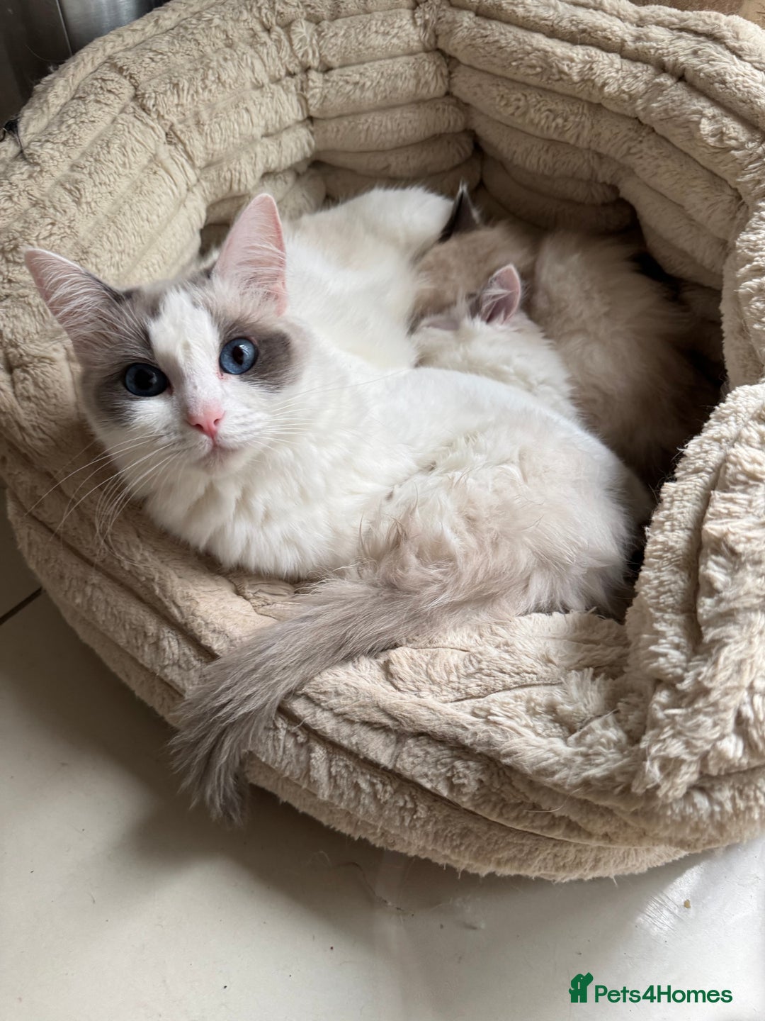 Ragdoll cats for sale: Ragdoll kittens  - Image 4