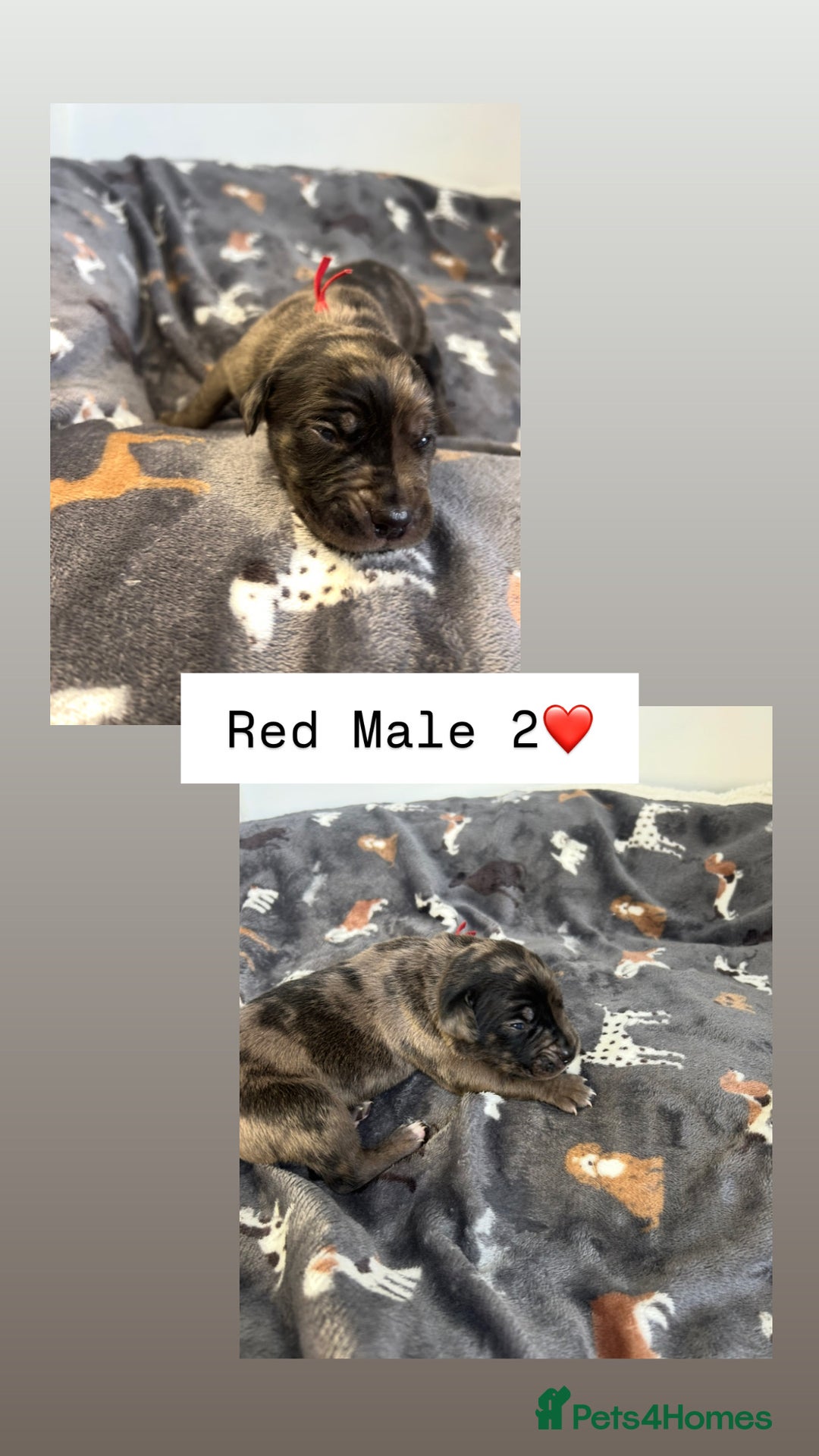 Mixed Breed dogs for sale: Stunning mastiff pups🐾 - Image 8