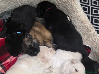 German Shepherd dogs Amazing german shepherd puppies for rehousing - Advert 5