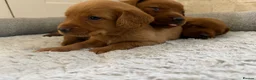 Labradoodle dogs for sale: F1B Quality Health Tested Fox Red Labradoodle  - Advert 16