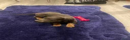 Jackshund dogs for sale: 3 beautiful dachshund x jack Russell puppies  - Advert 2