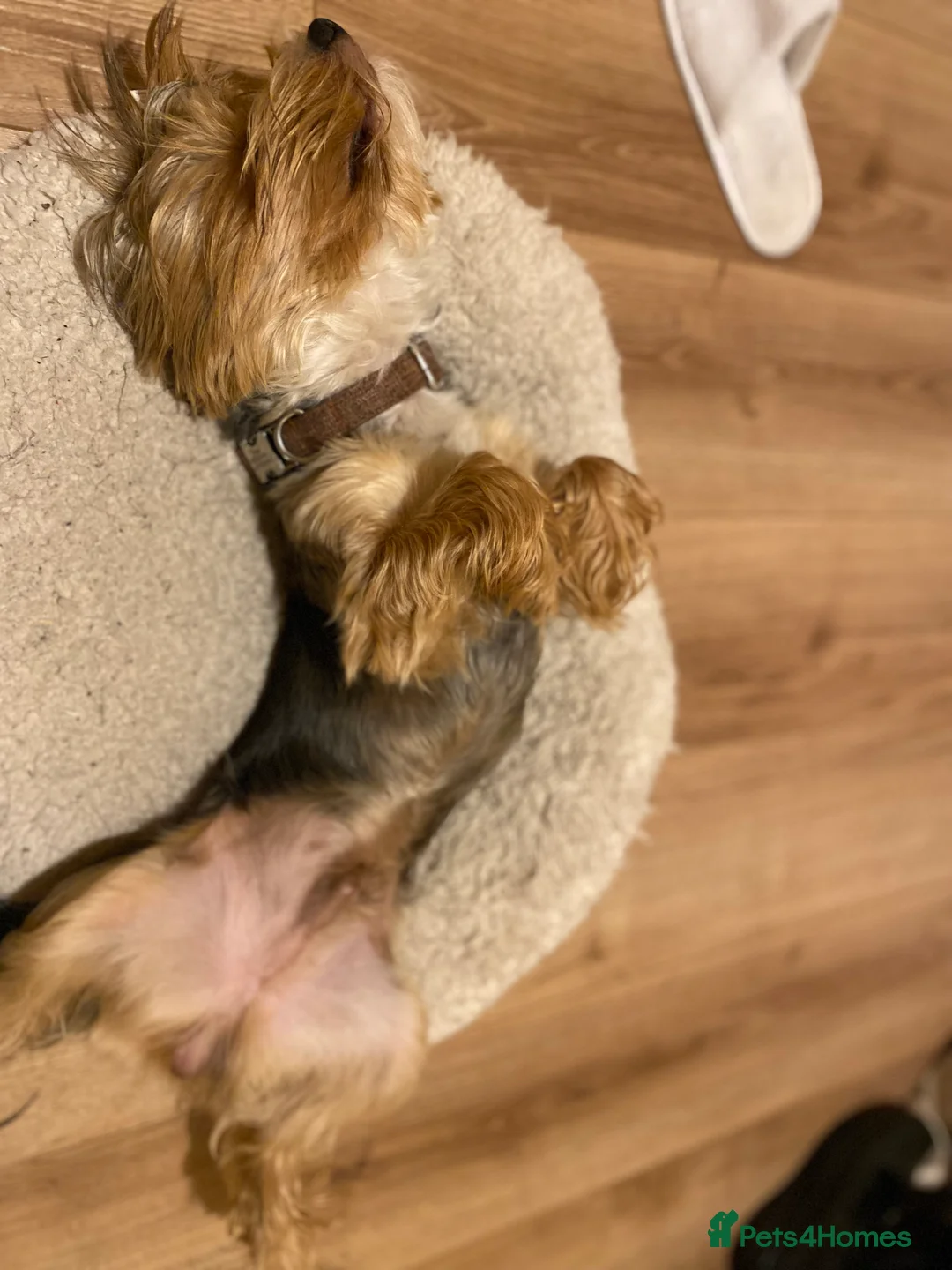 Yorkshire Terrier dogs for stud: 🐶 Yorkshire Terrier Stud Available 🐶 - Advert 9