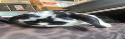 Mini Lop rabbits for sale: Mini Lop Doe - Advert 3