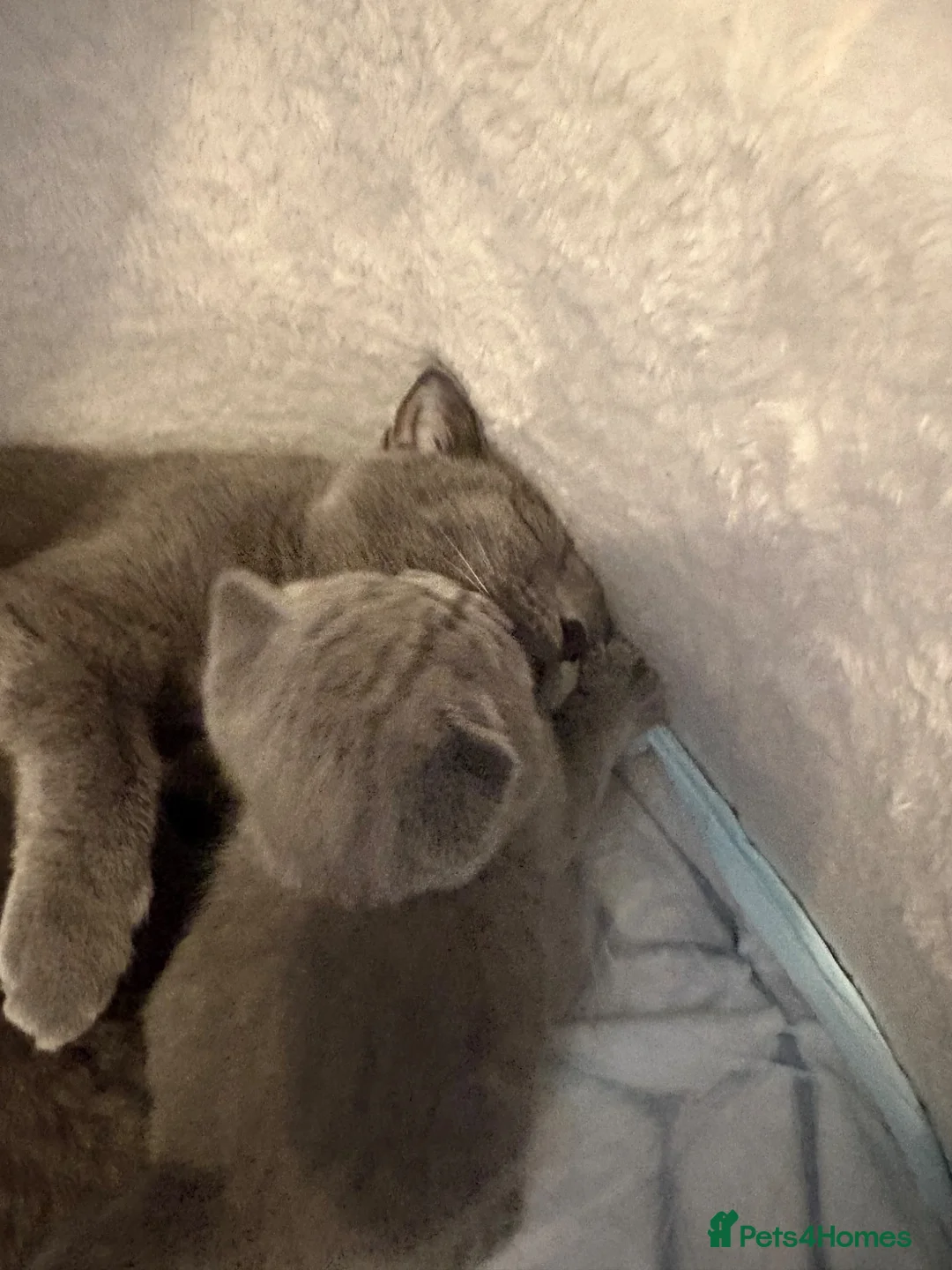 British Shorthair cats for sale: British shorthair kittens  - Advert 10