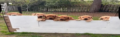 Labrador Retriever 5