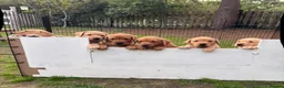 Labrador Retriever dogs for sale: Litter of yellow/fox red Labrador pups available in Norwich - Advert 8