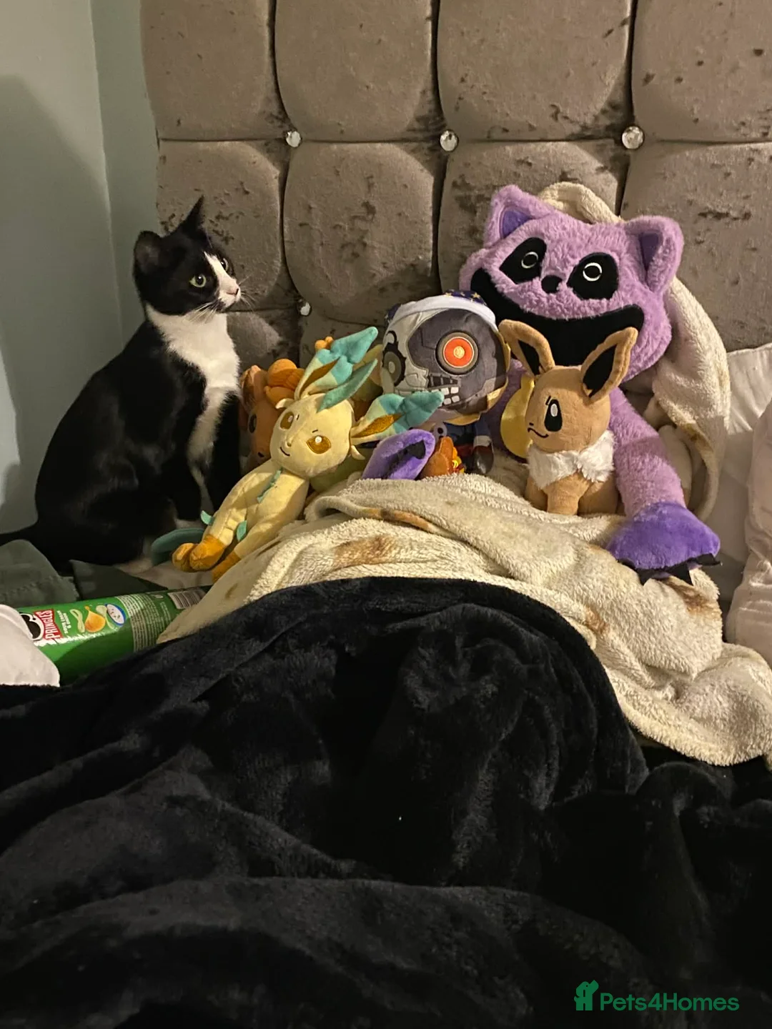 Mixed Breed cats for sale: Loving girl looking for forever home - Advert 6