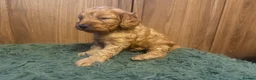 Cockapoo dogs for sale: Beautiful Litter of F1 Toy Cockapoo Puppies - Advert 24