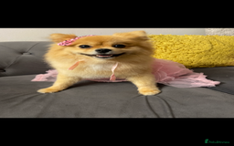 Pomeranian dogs for sale: 1 male, 1 female Pomeranian puppies 3 months old.  - Image 13