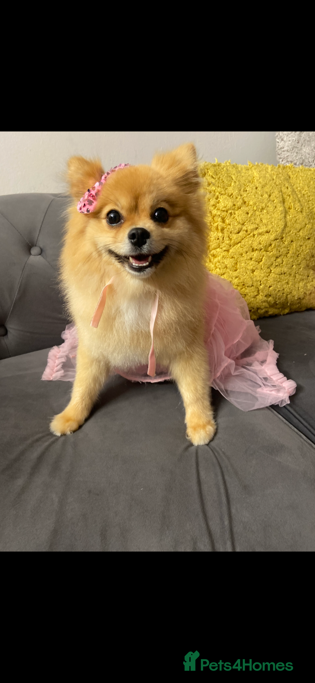 Pomeranian dogs for sale: 1 male, 1 female Pomeranian puppies 3 months old.  - Image 13