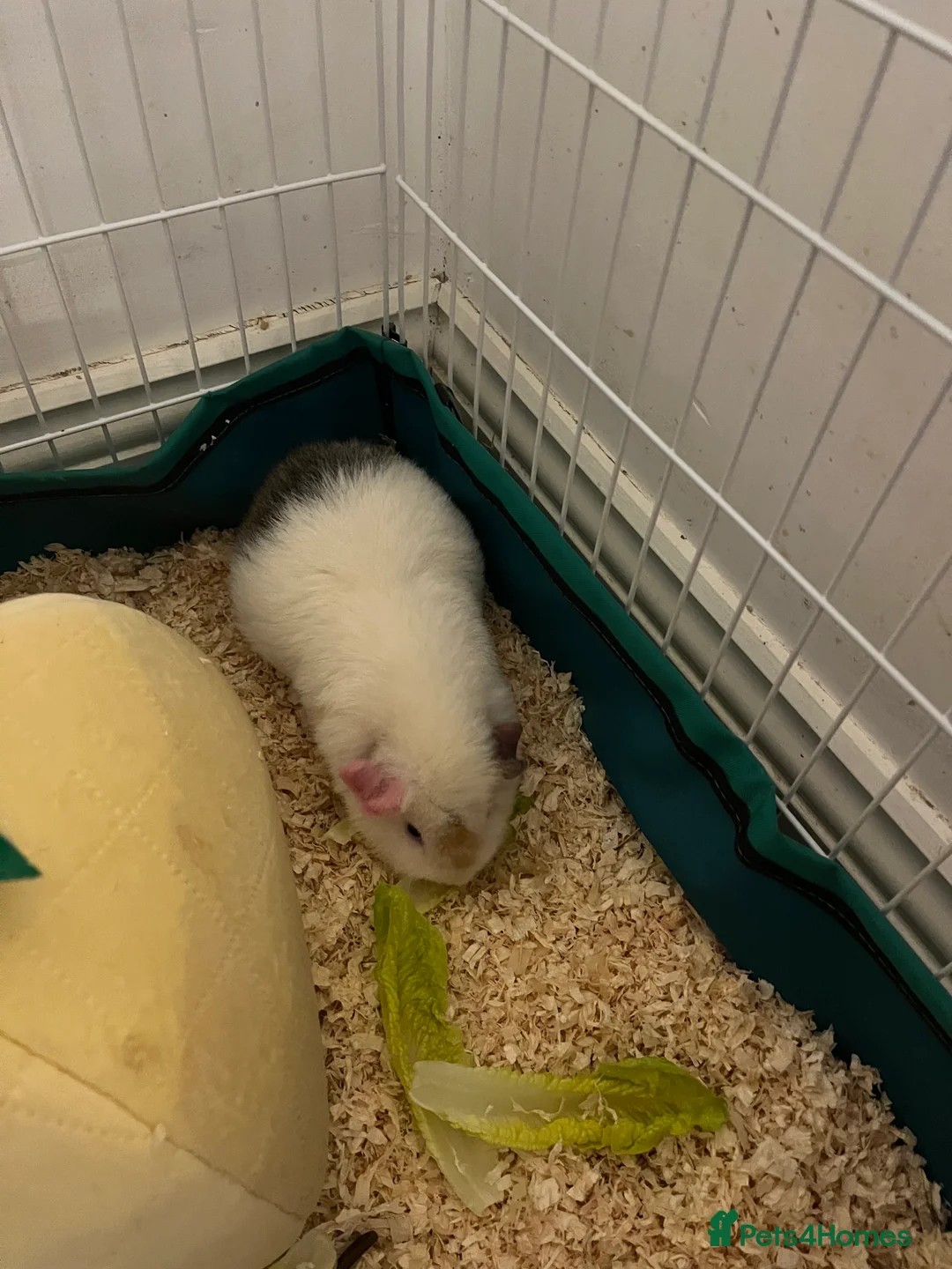 Guinea Pig rodents for sale: Teddy Male Guinea pigs plus cage and accessories  - Advert 7
