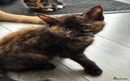 Mixed Breed cats for sale: Kittens Ready now to go the their forever home  - Advert 4