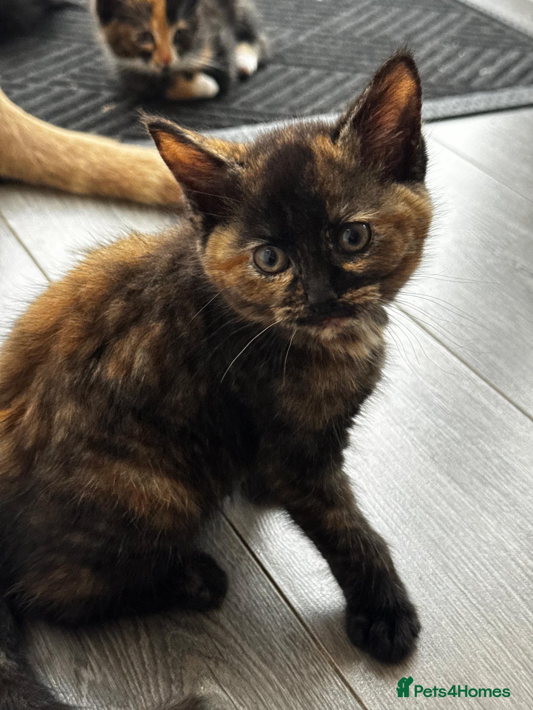 Mixed Breed cats for sale: Kittens Ready now to go the their forever home  - Advert 4